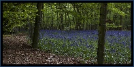 Buckinghamshire Bluebells